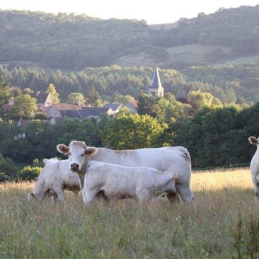 6. koeien met dorp
